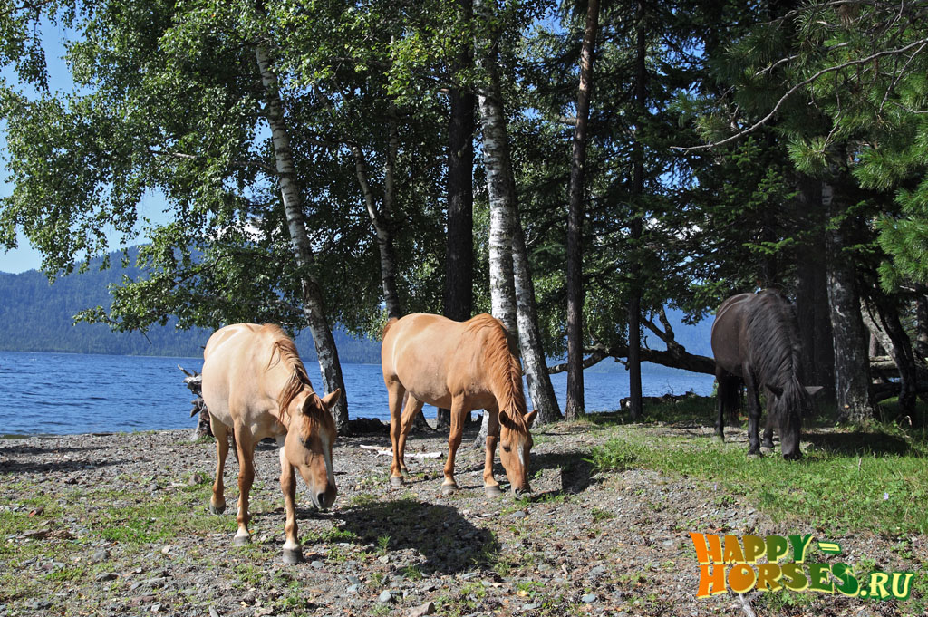 Алтайские лошади в заповеднике