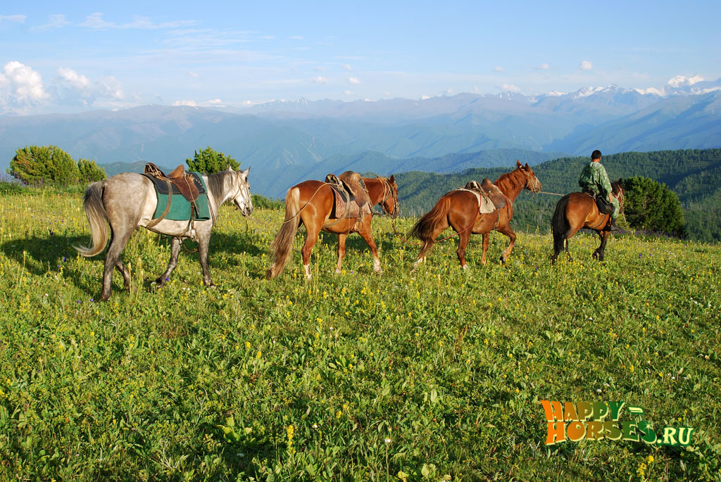 Алтайские лошади в горах