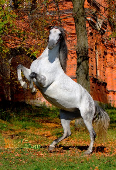 Андалузская порода лошади