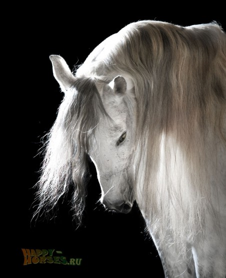 Андалузская лошадь. Портрет