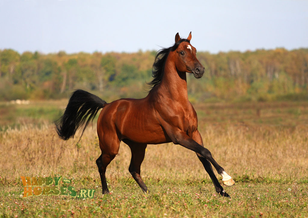 Гнедой арбский конь бегущий по полю