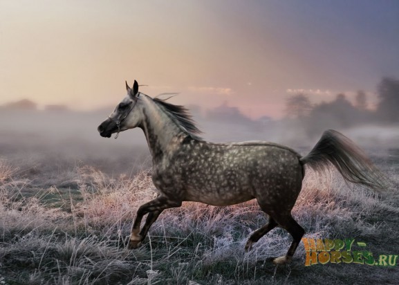 http://happy-horses.ru/wp-content/uploads/2012/08/arab7-577x412.jpg