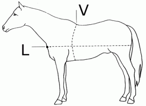 Определение веса лошади по промерам