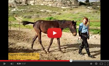 Бесплатный видеокурс по воспитанию лошади. Ю. Худякова