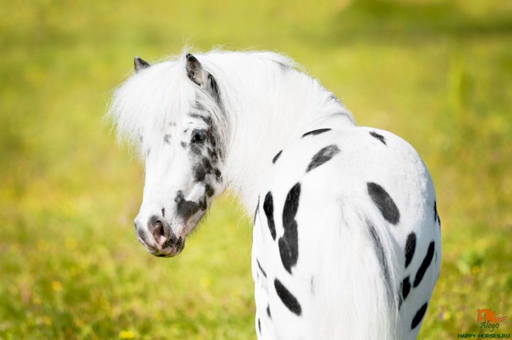 Appaloosa pony portrait