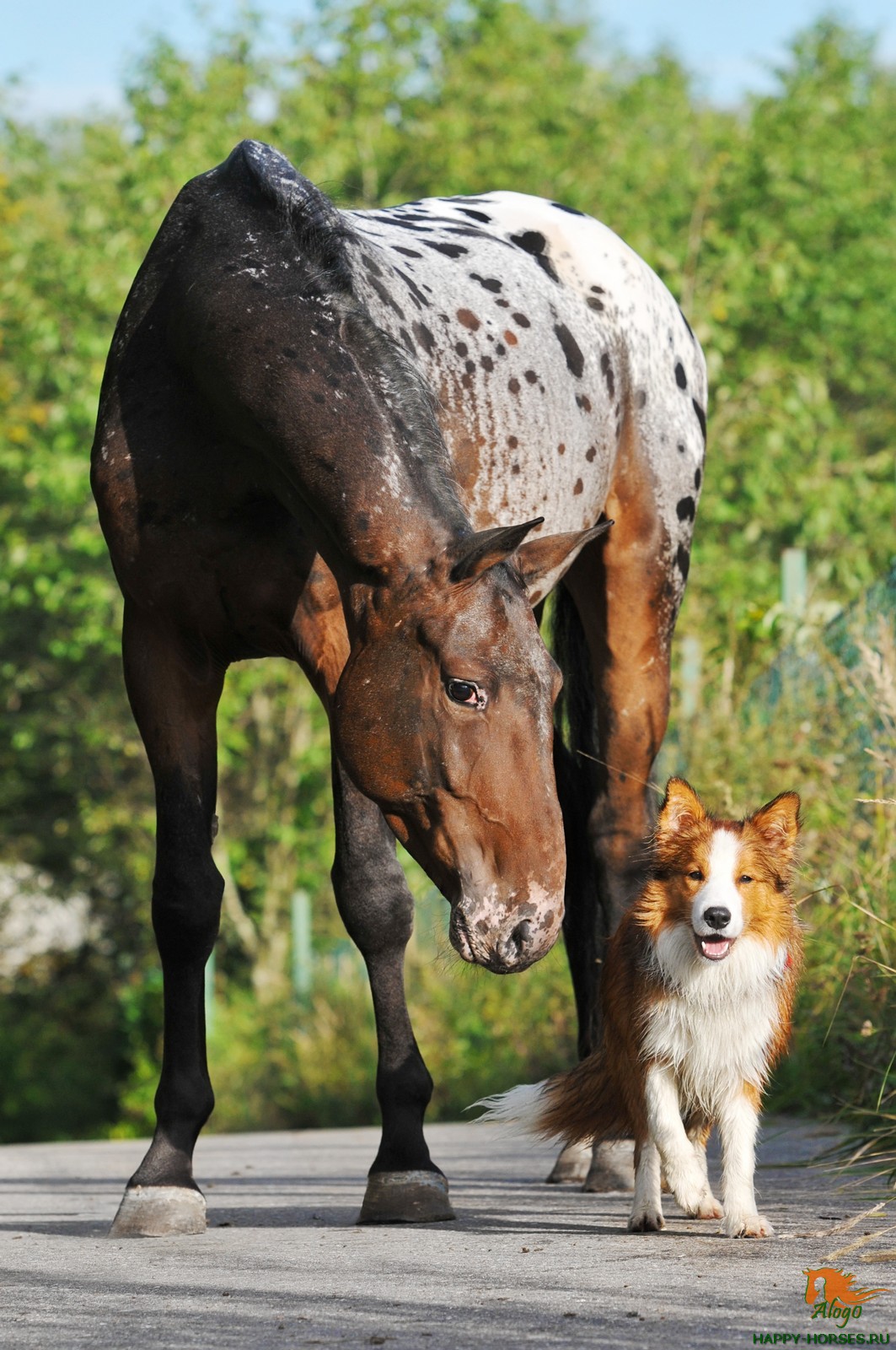 Изюминка аппалузской породы лошадей – необычные комбинации цветов и оттенков в окрасе