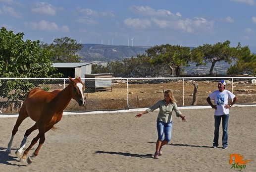  Работа на виртуальном круге со свободными лошадьми на арене.