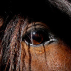 Зрение лошадей. Особенности.