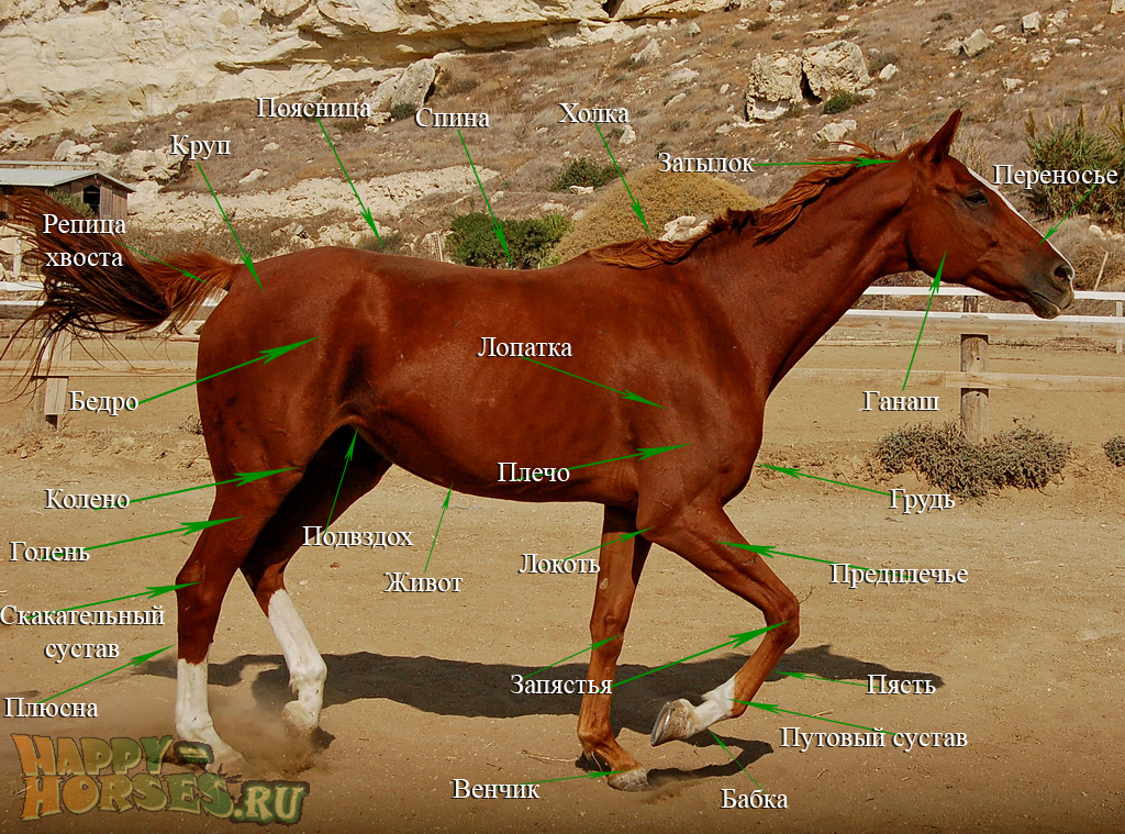 Cтати интерьера лошади
