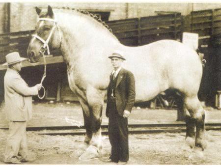 Самая большая в мире лошадь