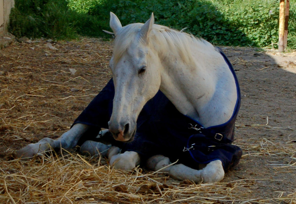 Отдых и сон лошади