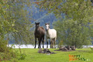 Дикие лошади Алтайского края
