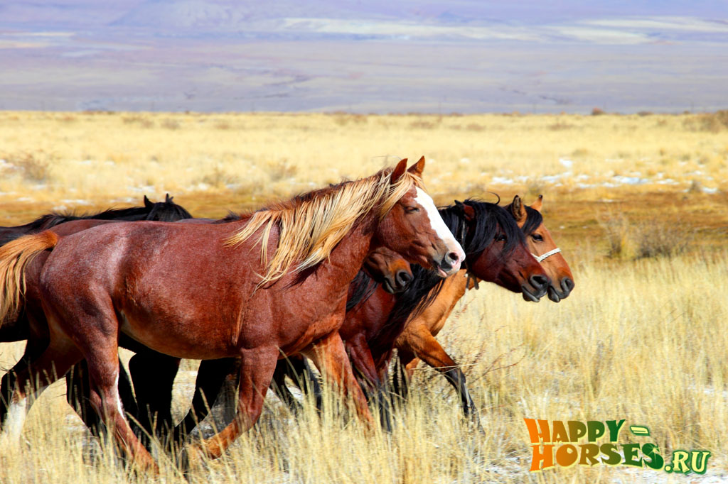 Лошади в Алтайском крае