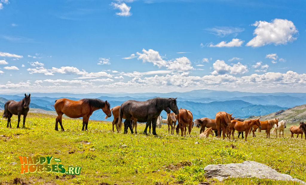 Пастбища для Алтайских лошадей