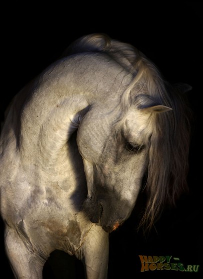 Фотопортрет андалузской лошади.