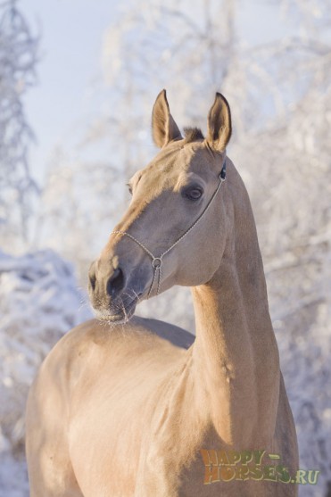 Лошадь Ахалтекинской породы