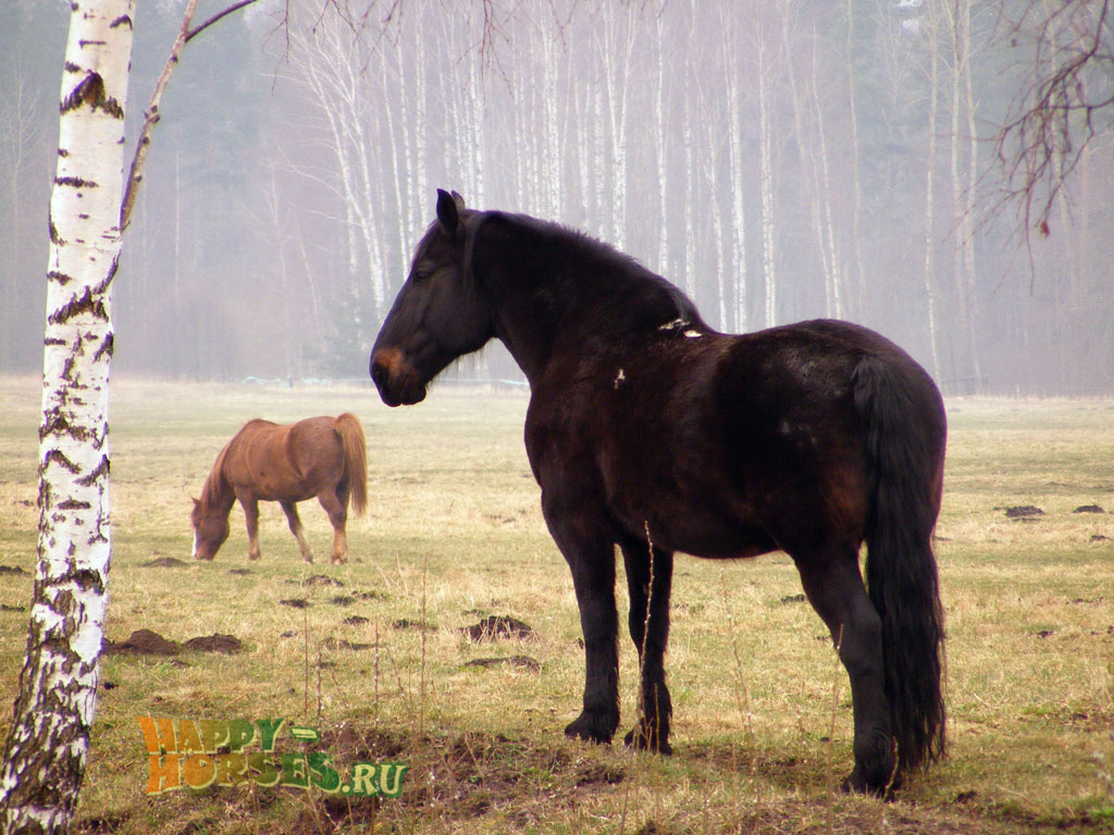 латвийская порода лошадей