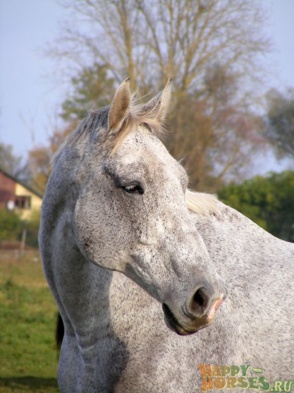 Лошадь латвийской породы серой масти