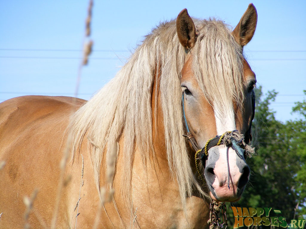 Латвийская порода лошадей. Фото, описание, характер, история породы.