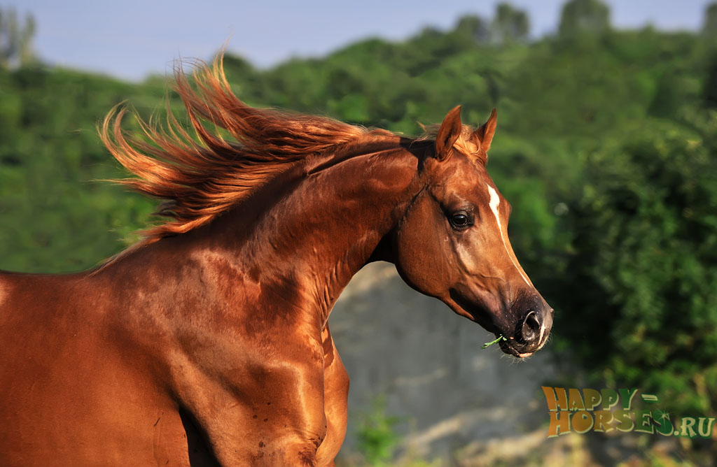 Арабская лошадь. На этом фото отчетливо виден уникальный вогнутый профиль