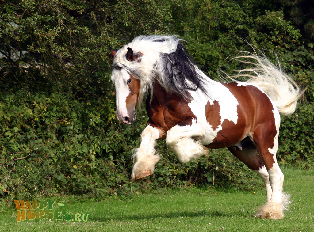 Sir Maverick - Irish Cob stallion