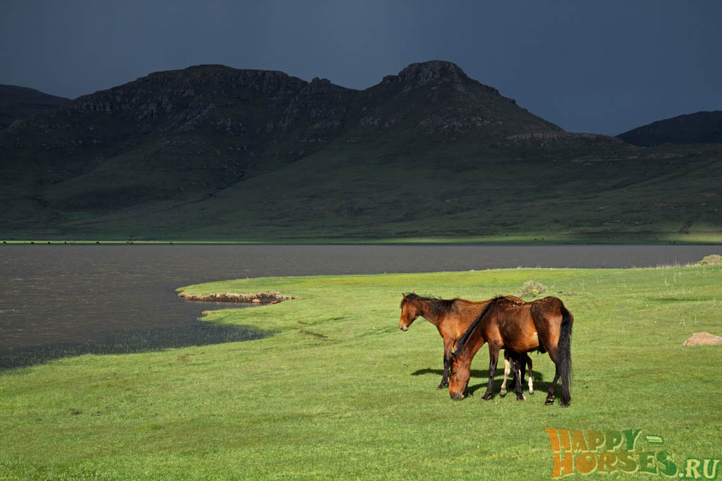 Дикие лошади в горных районах Южной Африки. Лесото.