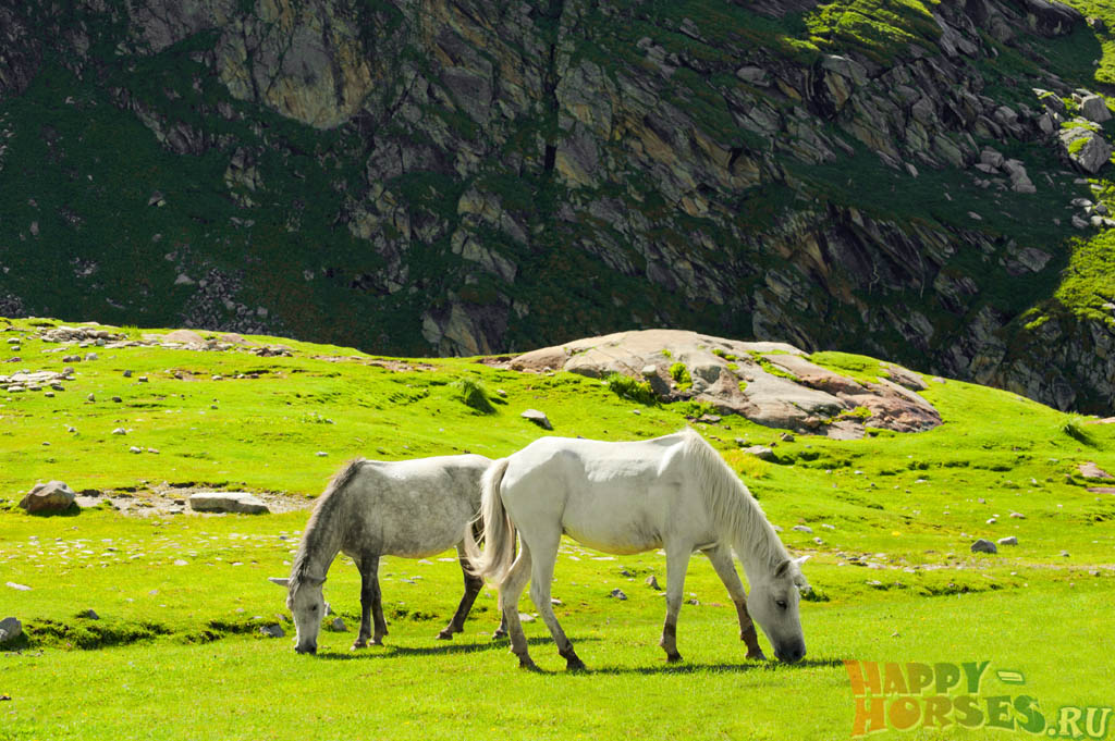 Дикие лошади в Гималаях