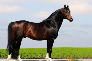 Латвийская порода лошадей. Фото, описание, характер, история породы.