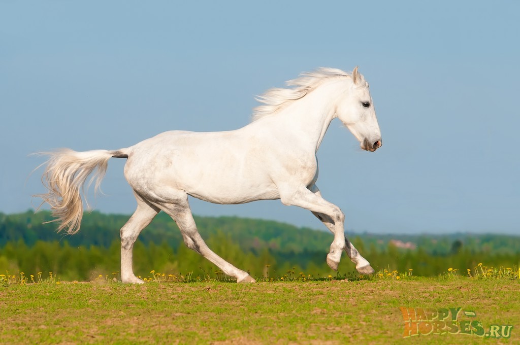 Обзор лошадей породы рысак: характеристики