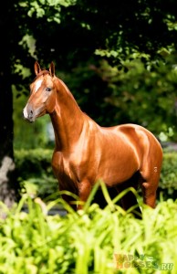Порода лошадей дончак фото
