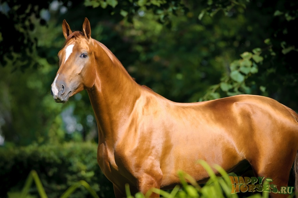 Лошадь Донская: описание породы, характеристики, уход, содержание и отзывы