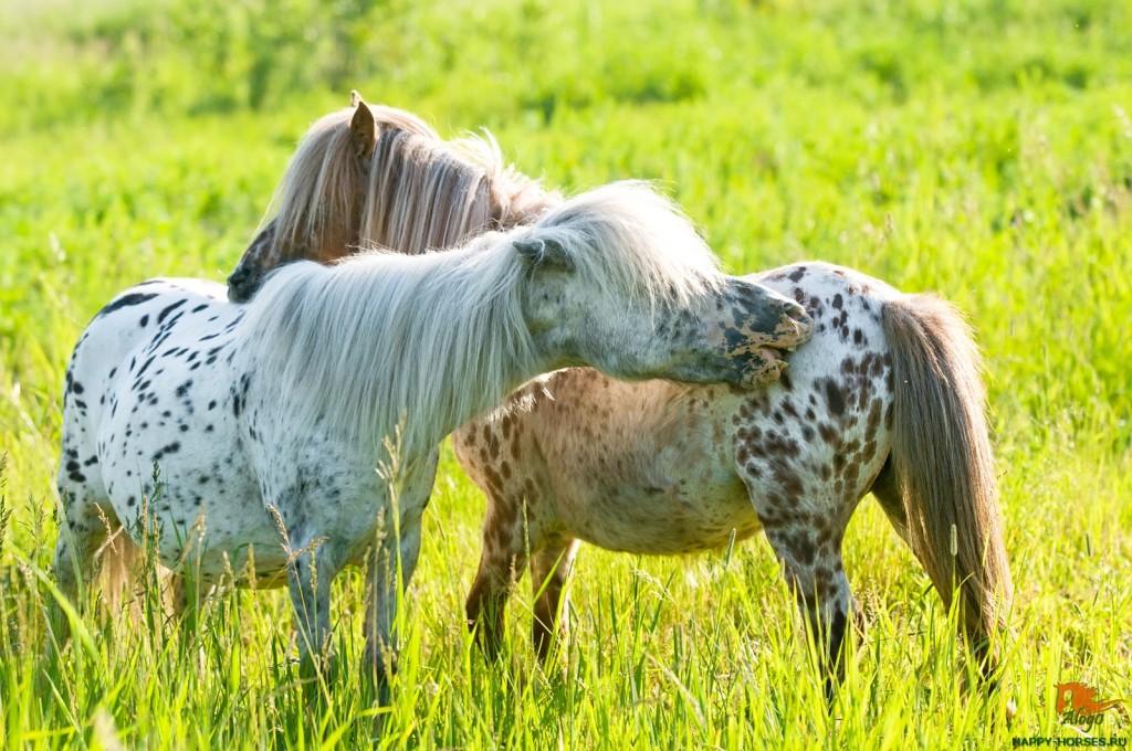 Two appaloosa ponyes on the meadow