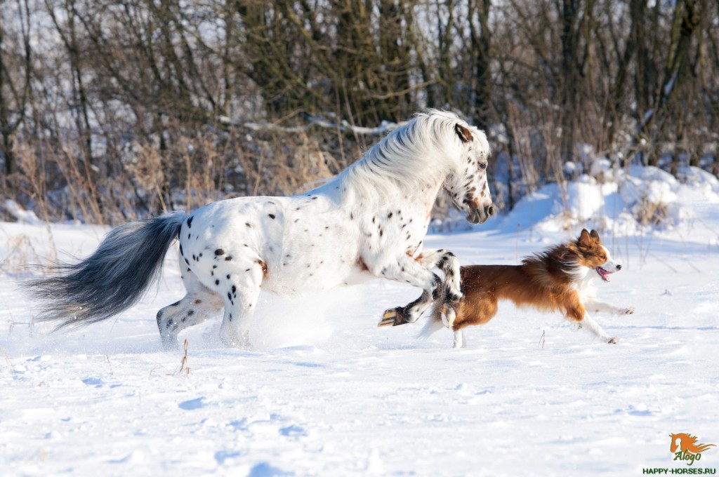 Appaloosa pony and border collie runs gallop in winter