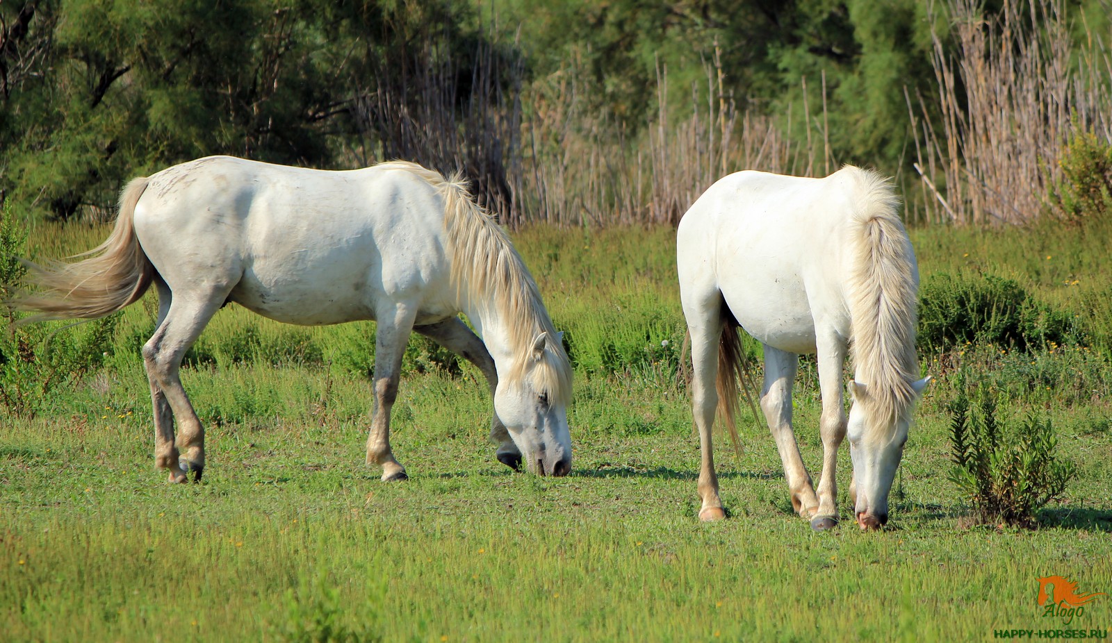 Характеристики лошадей Камаргская (Камаргу)