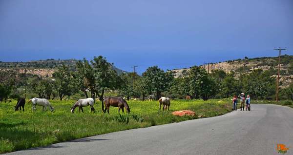 Лошади на Кипре
