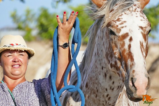 Обучение лошади остановке и осаживанию на кликер
