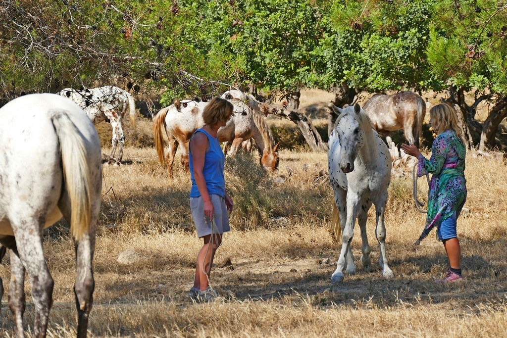 Зевс, работа на семинаре "В Гармонии с лошадью", Кипр 2016
